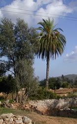 Santa Gertudis - Bal&agrave;fia