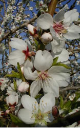 Almendros en Flor - Santa Agn&egrave;s